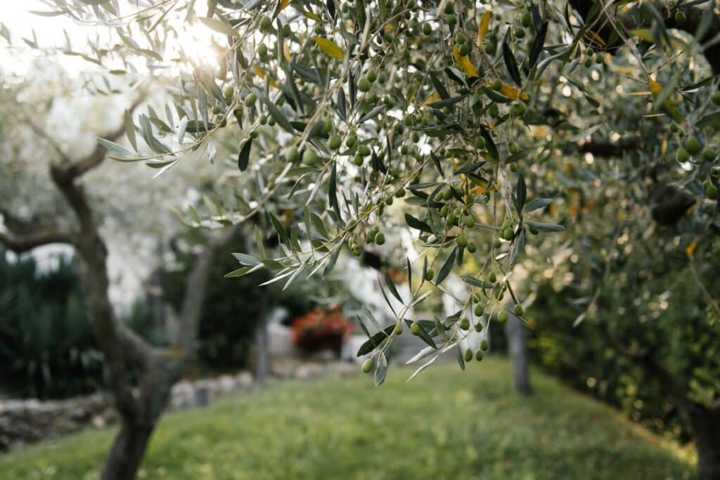 olive tree companion plants