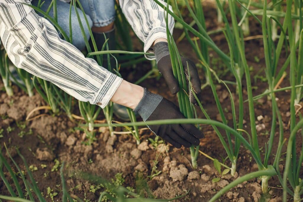 onion companion plants