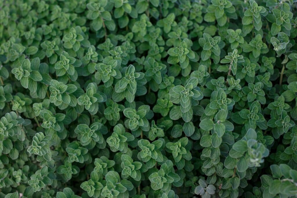 oregano companion plants