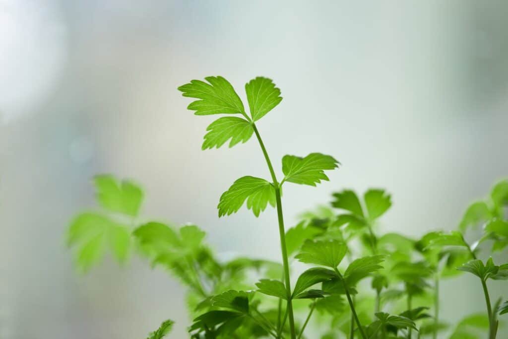 parsley companion plants