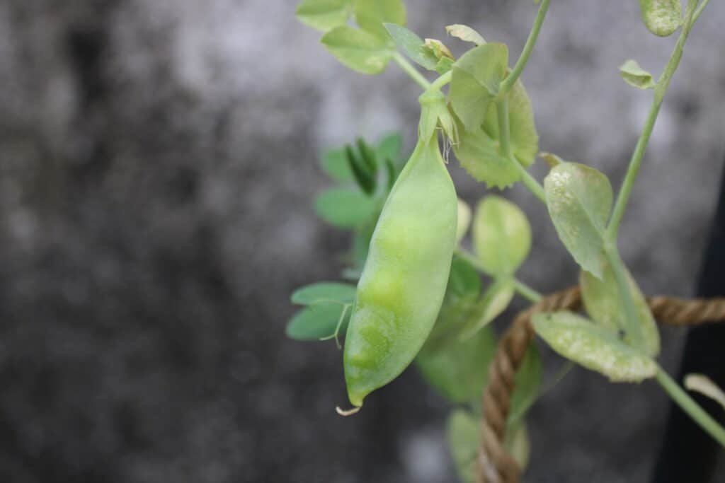 peas companion plants