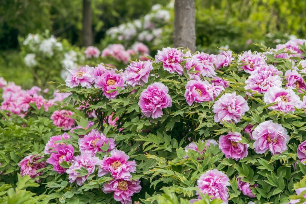 peony companion plants