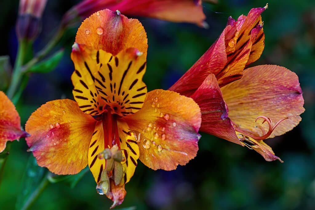 peruvian lily companion plants
