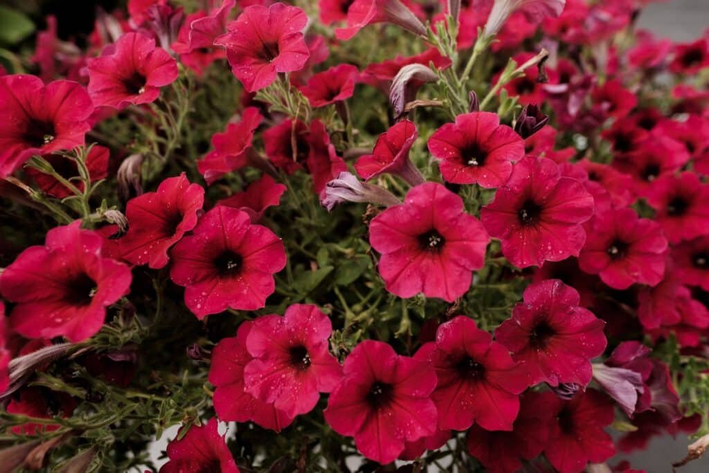 petunias in pots