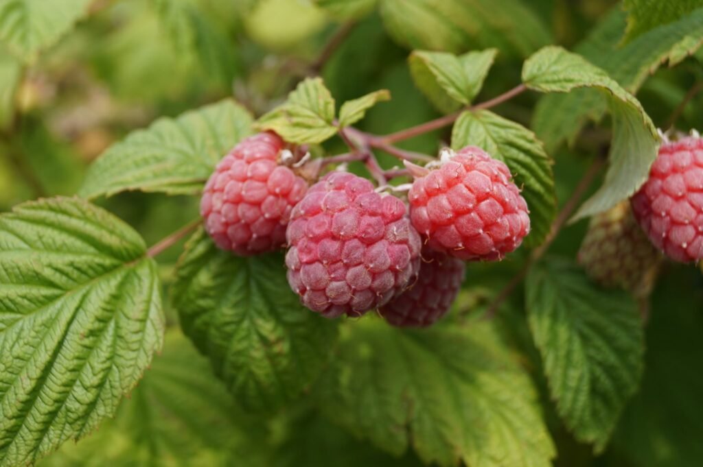 grow raspberries in pots