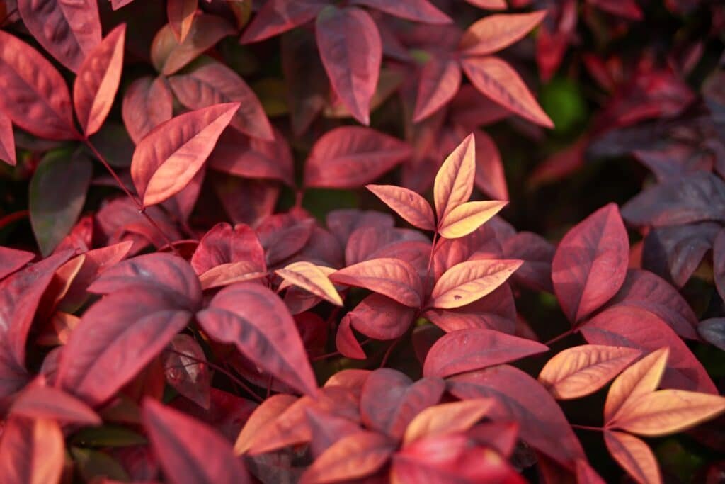 nandina companion plants