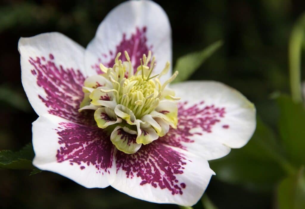 hellebore companion plants