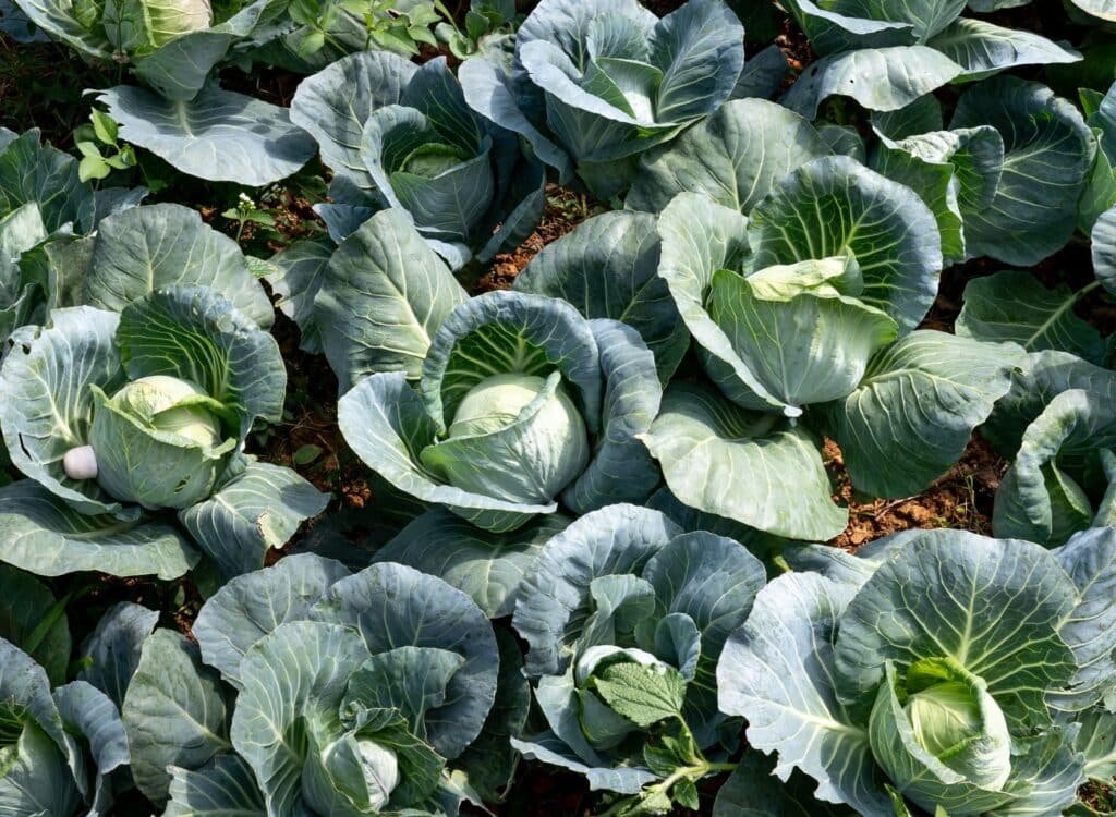 cabbage companion plants