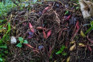 organic fertilizer