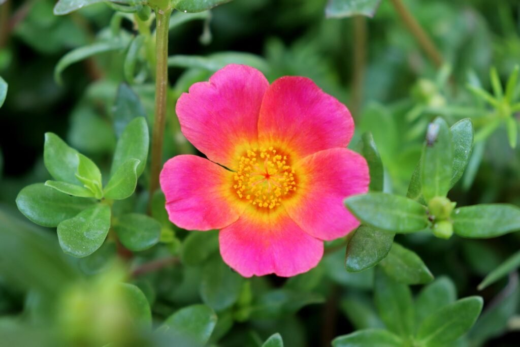 purslane companion plants
