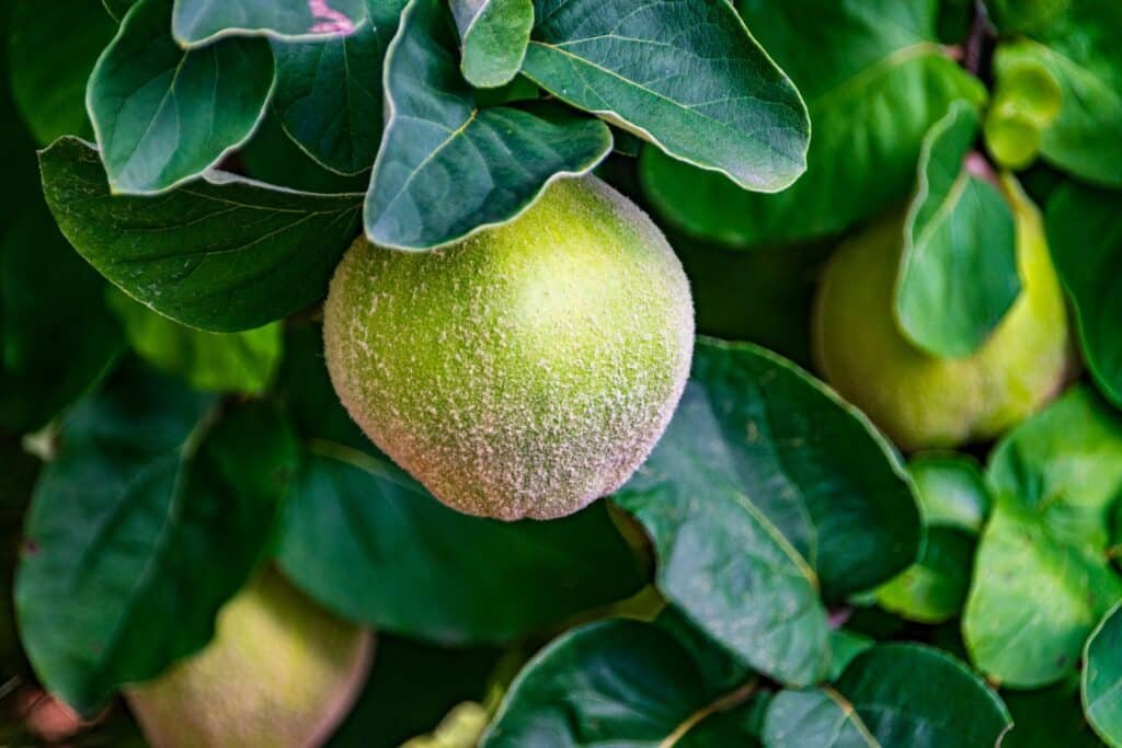 quince companion plants