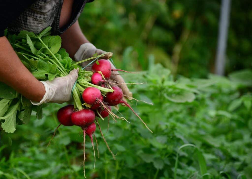 radish companion plants