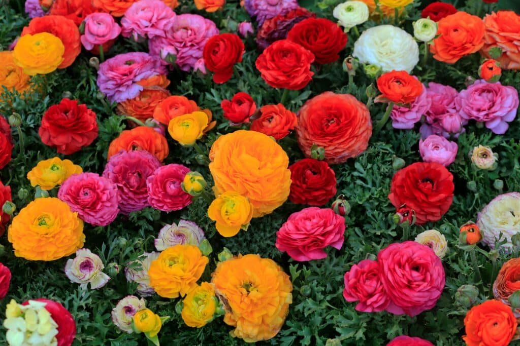 ranunculus companion plants