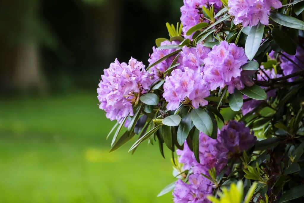 rhododendron companion plants