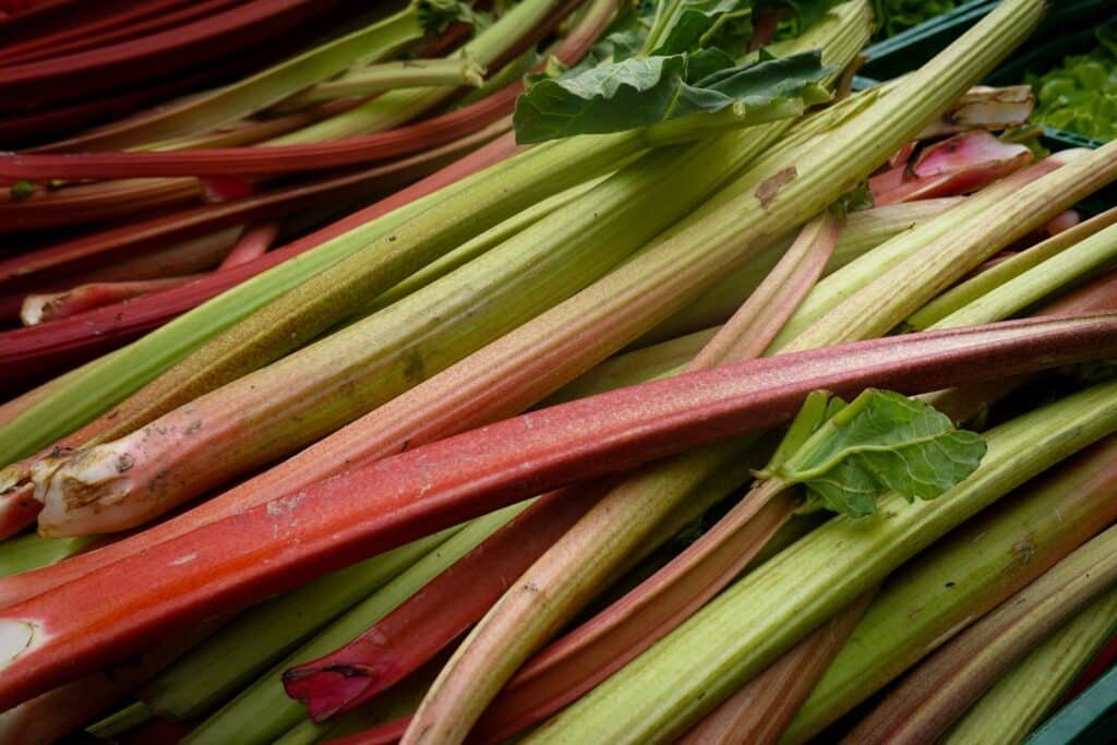 rhubarb companion plants