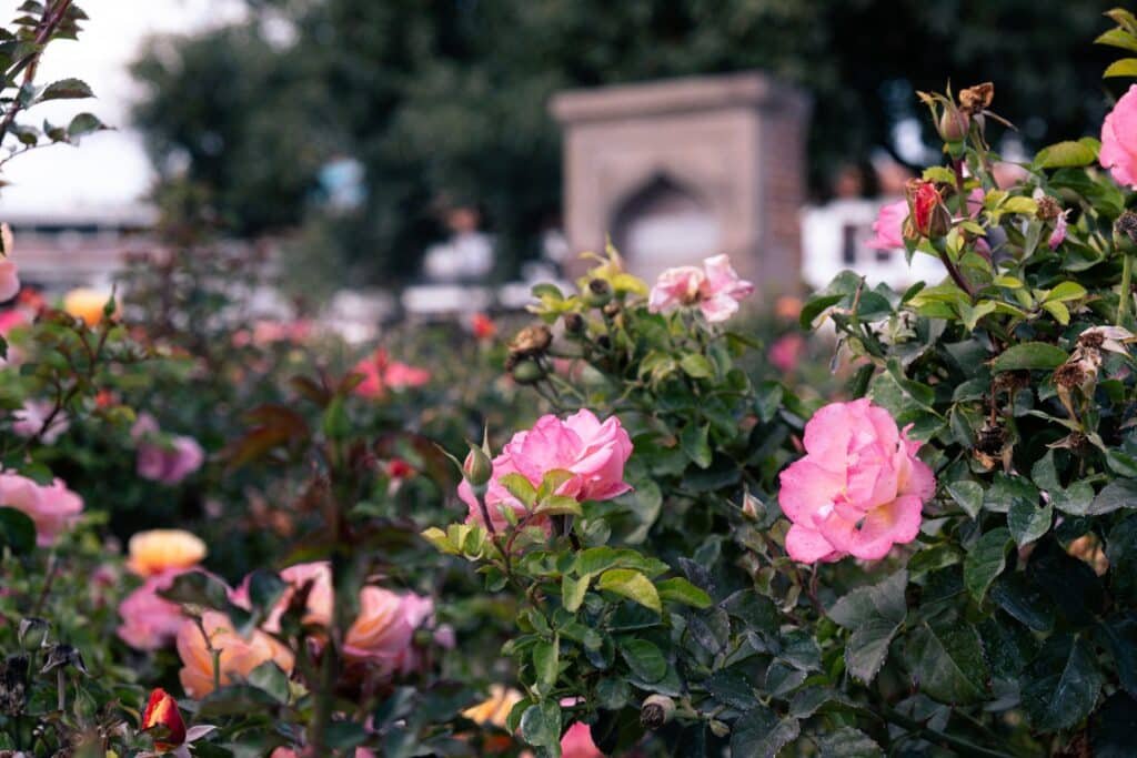 rose companion plants