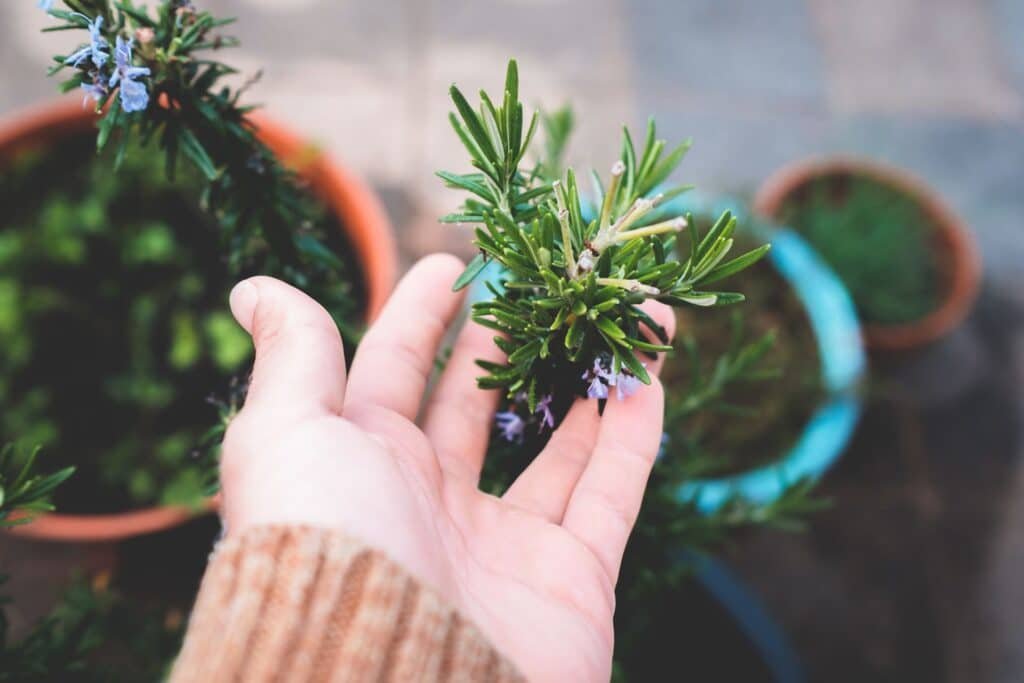 rosemary companion plants