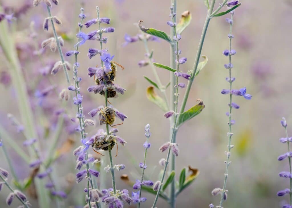russian sage companion plants