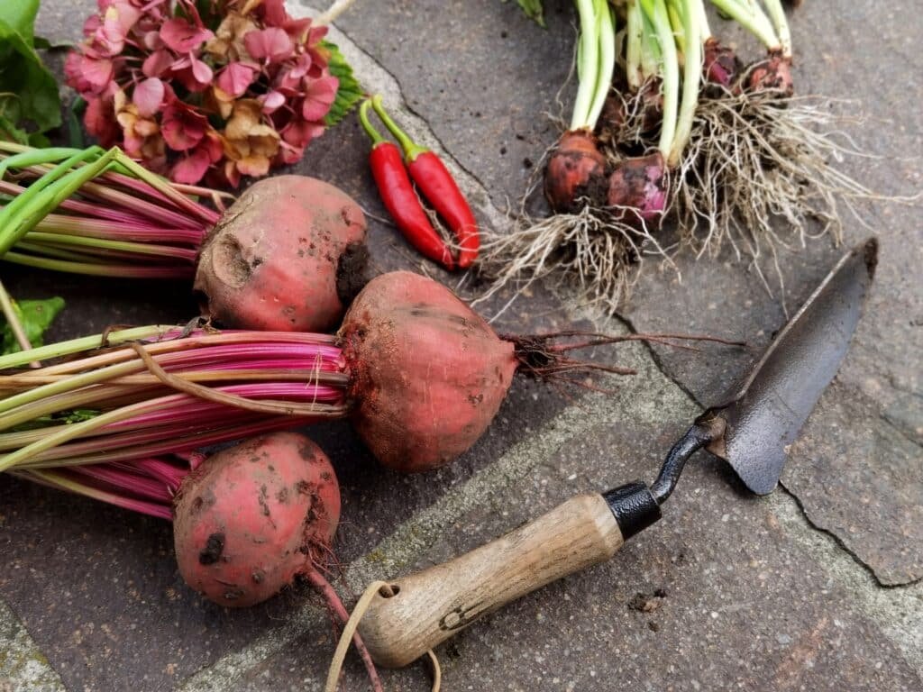 rutabaga companion plants
