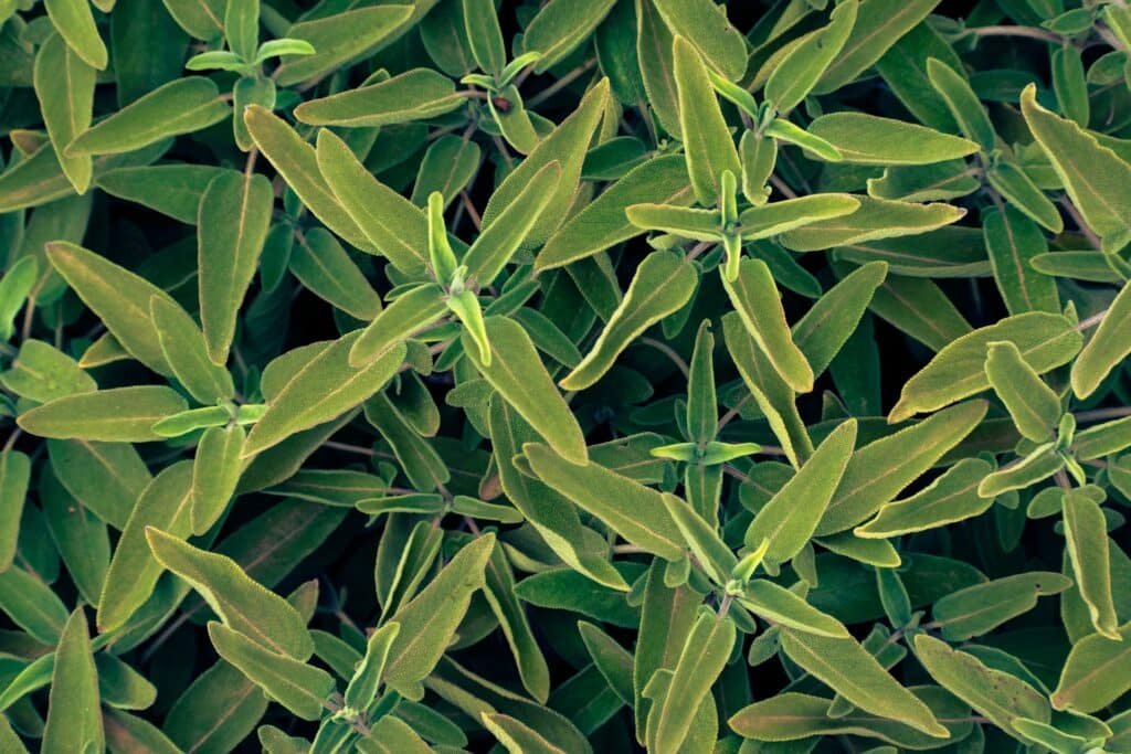 sage companion plants