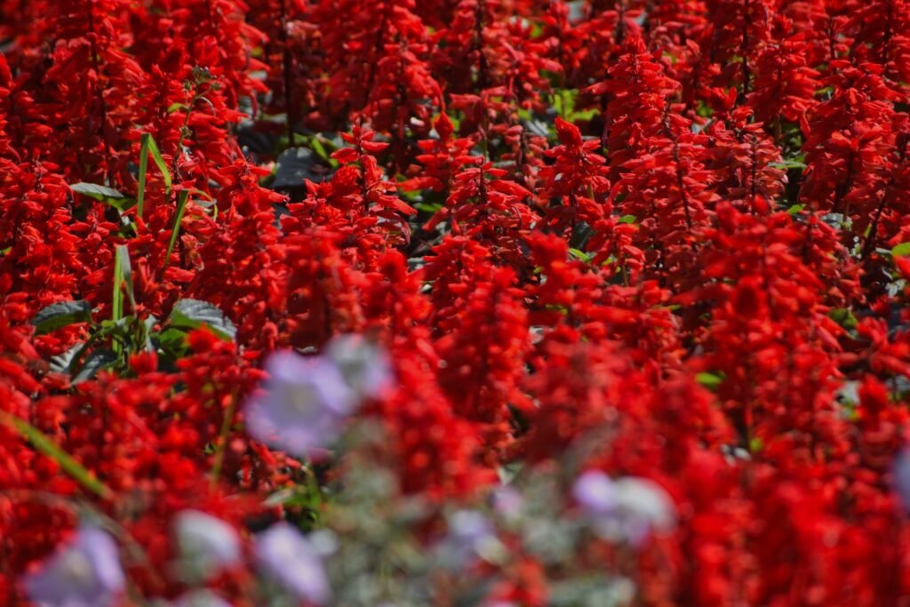 salvia companion plants