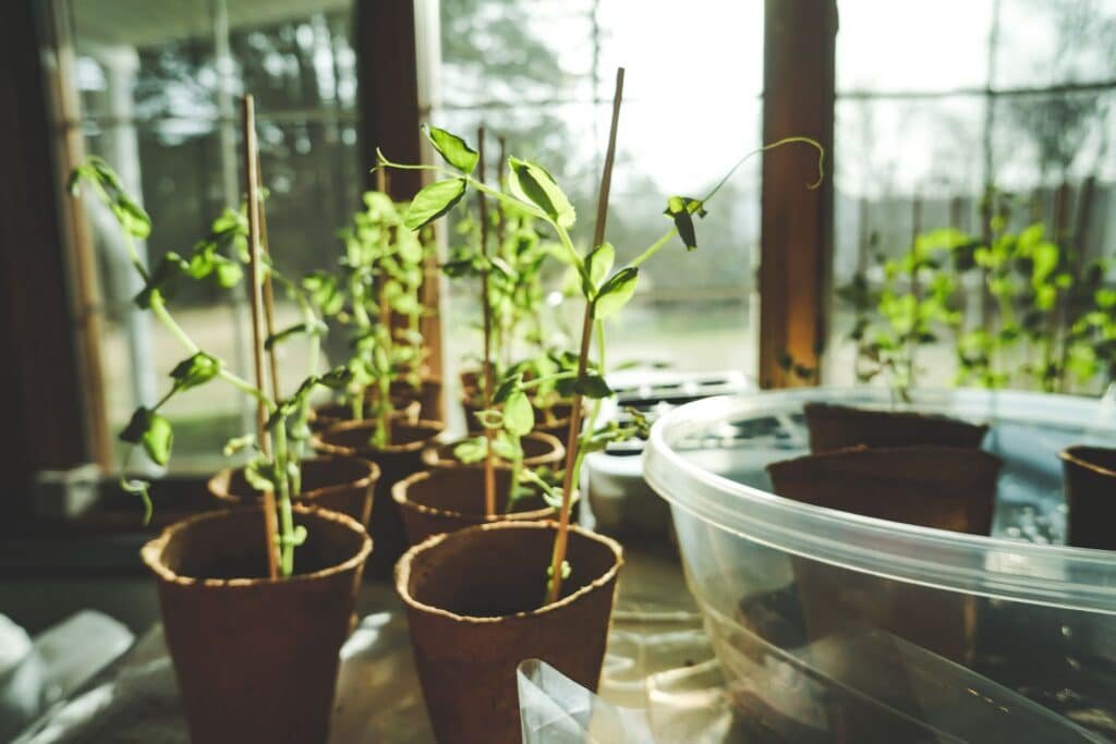 seedlings indoors starting
