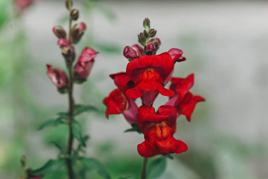 snapdragon companion plants
