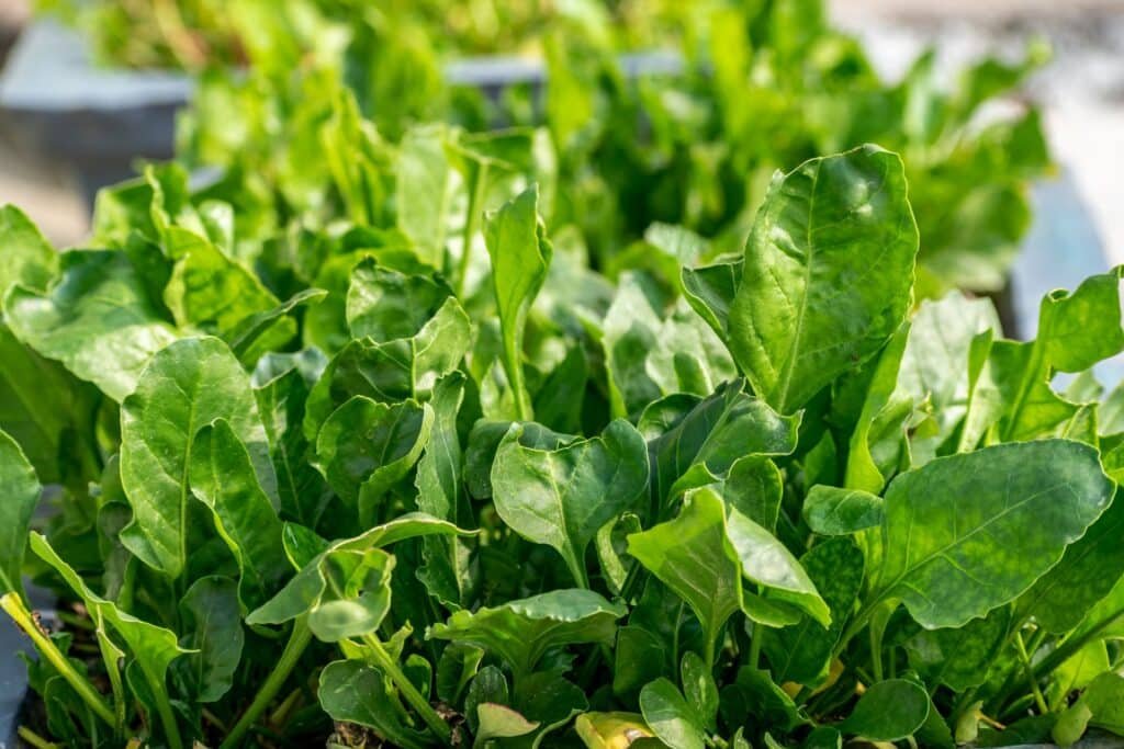 spinach companion plants