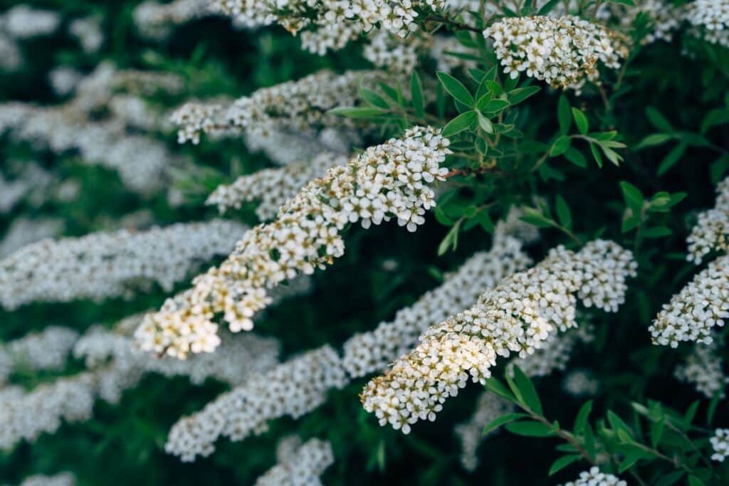 spirea companion plants
