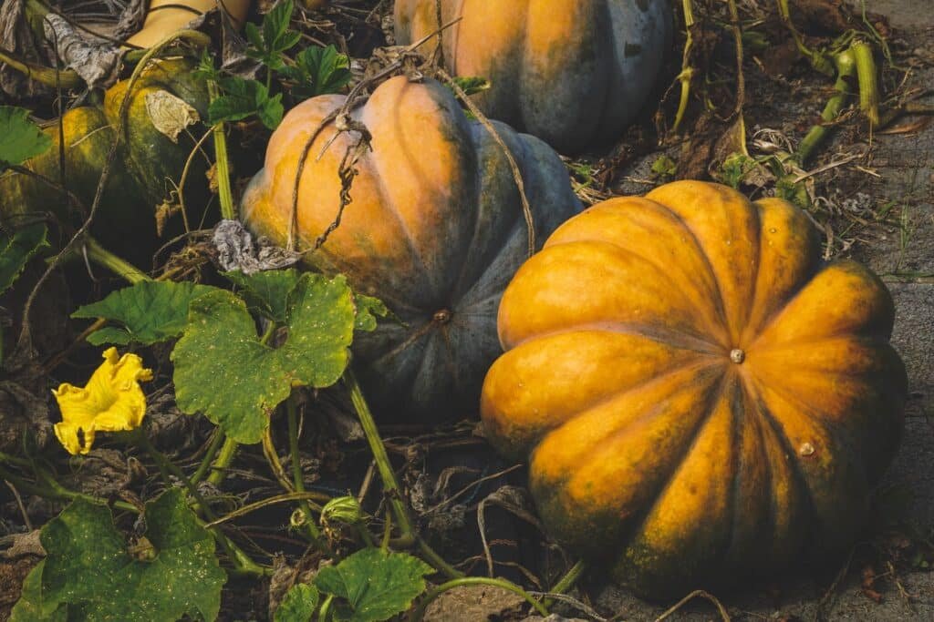 squash companion plants