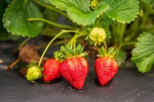 strawberry companion plants