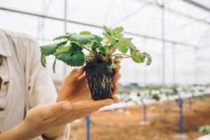 strawberry seedlings