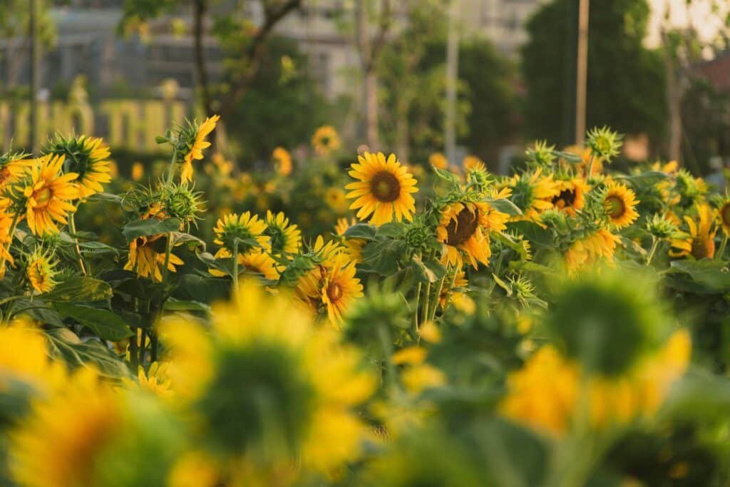 sunflower companion plants