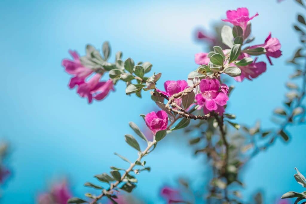 texas sage companion plants