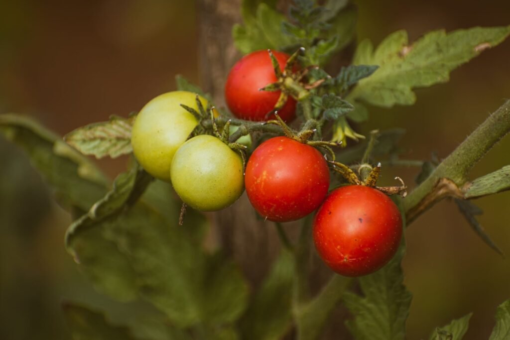 tomato companion plants
