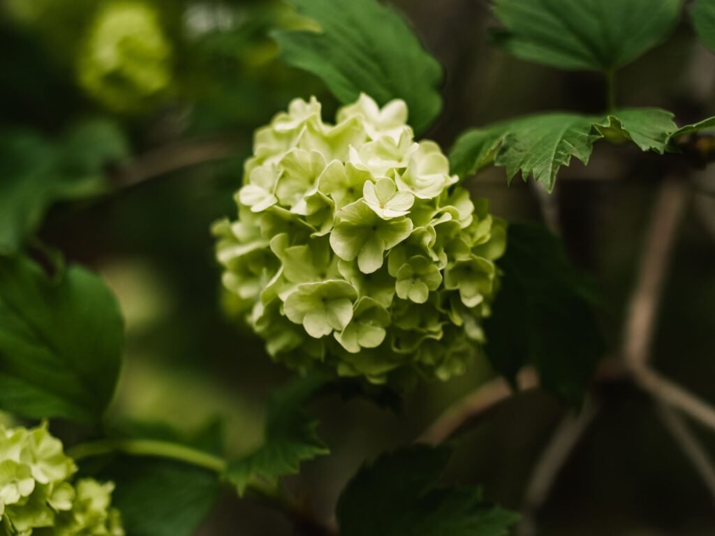 viburnum companion plants