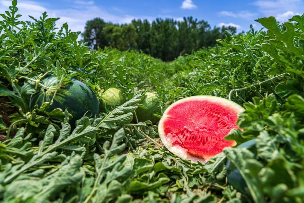 watermelon companion plants