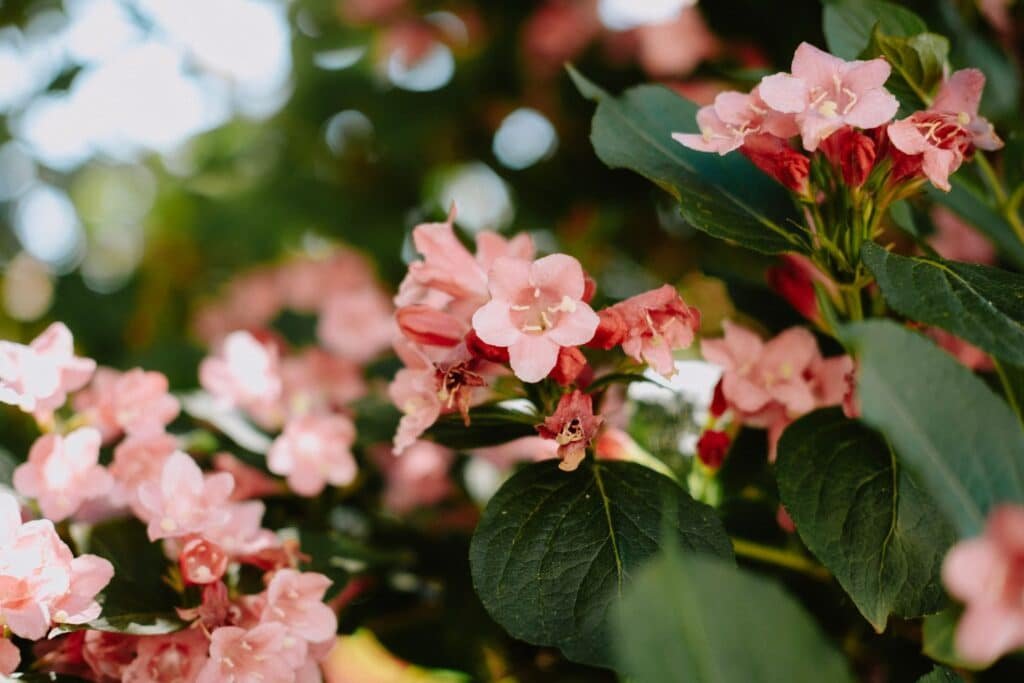 weigela companion plants