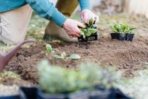 when to transplant seedlings