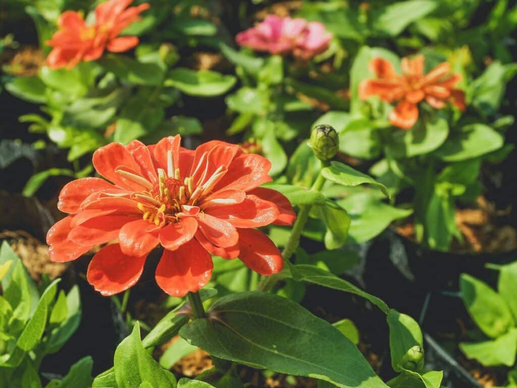 zinnia companion plants