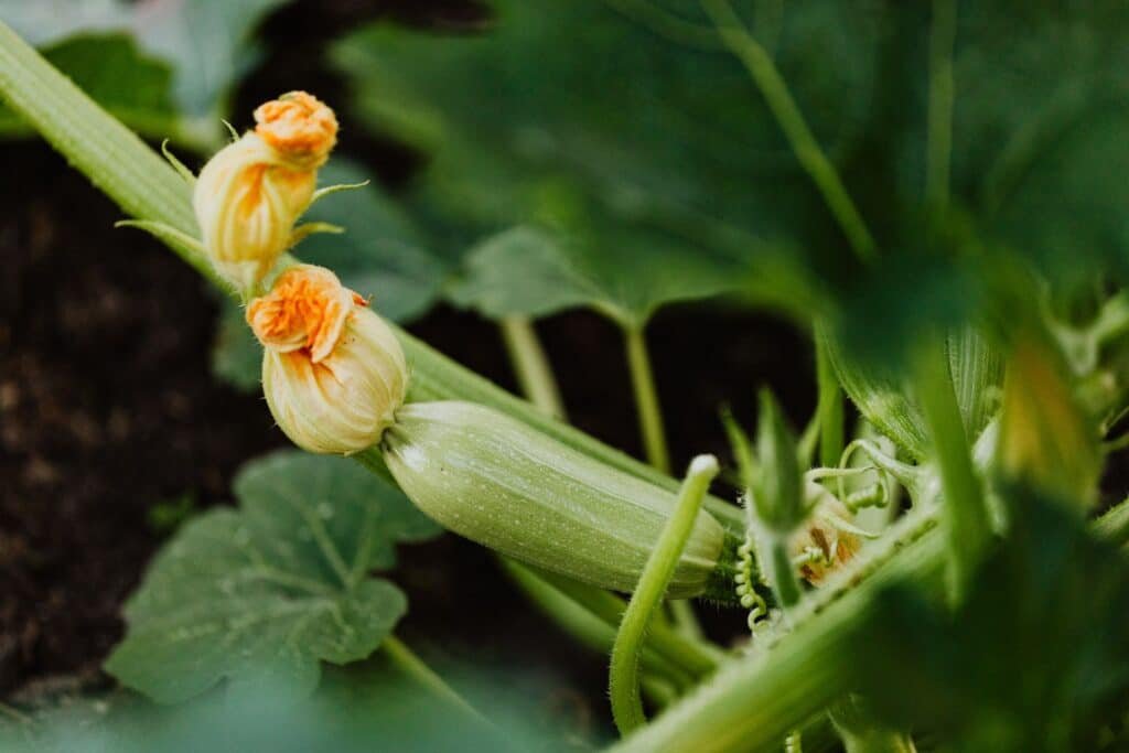 zucchini companion plants