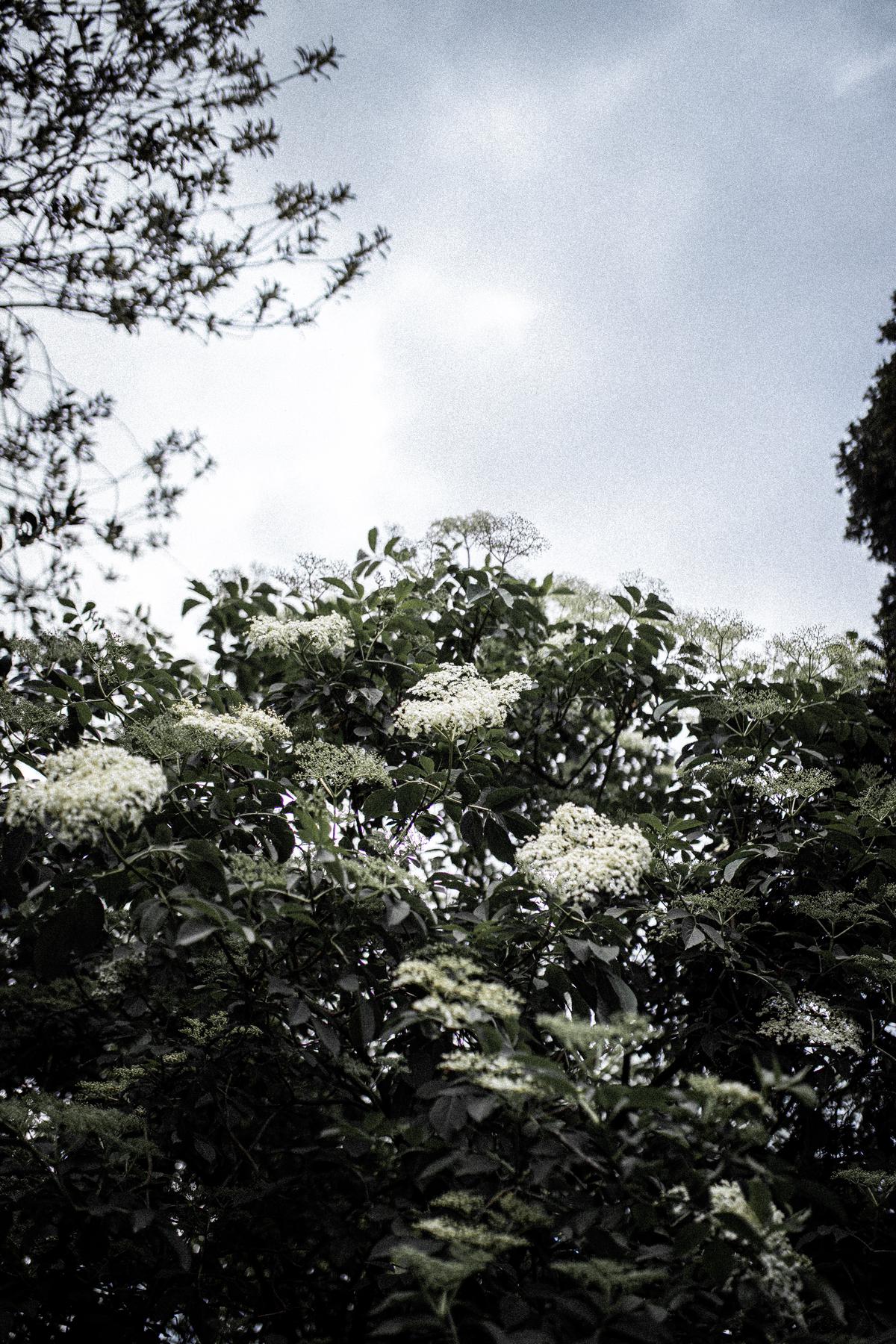 Illustration of an elderberry bush surrounded by various companion plants in a diverse garden ecosystem